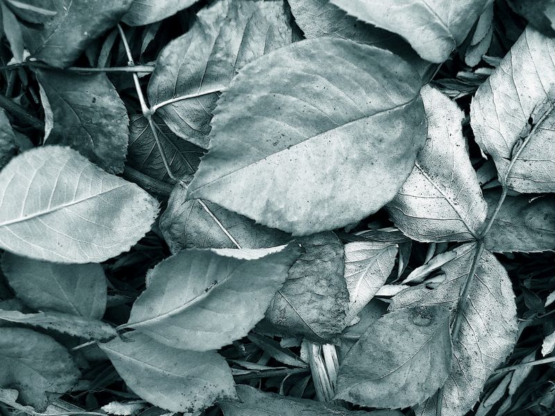 old leaves