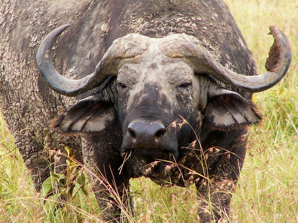 Old man in Ruaha N.P. - Tanzania