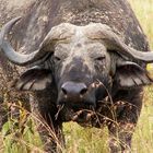 Old man in Ruaha N.P. - Tanzania