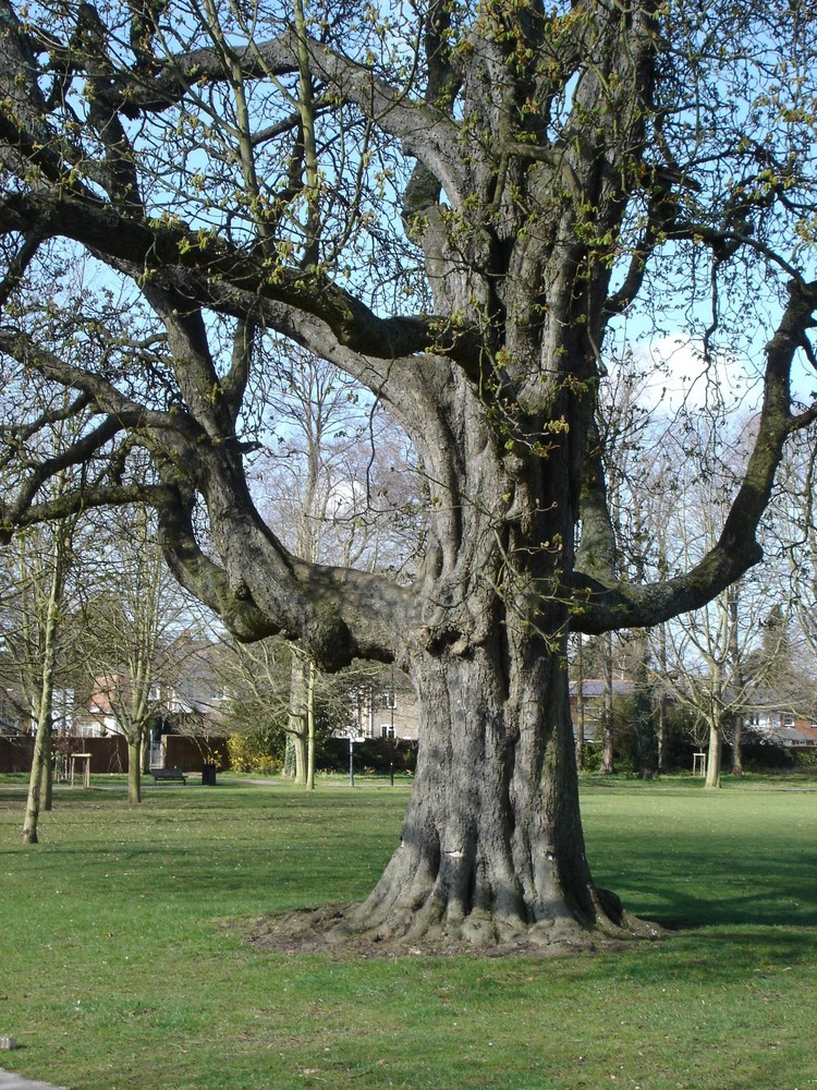 Old Man in the Park