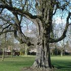 Old Man in the Park