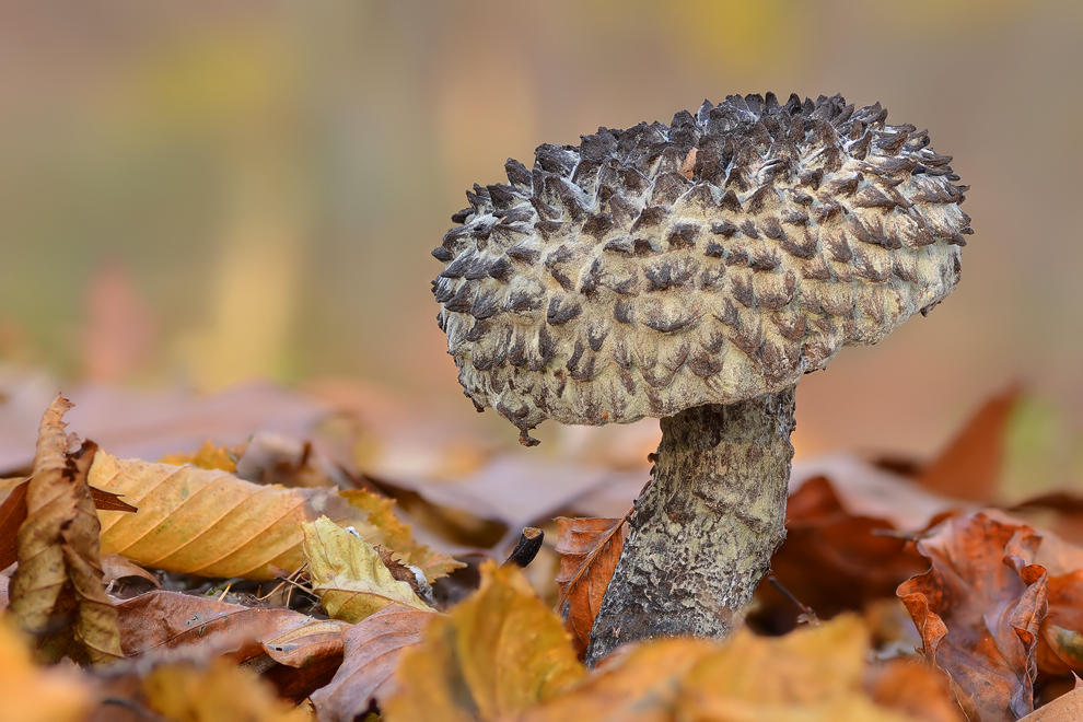 Old Man Of The Woods