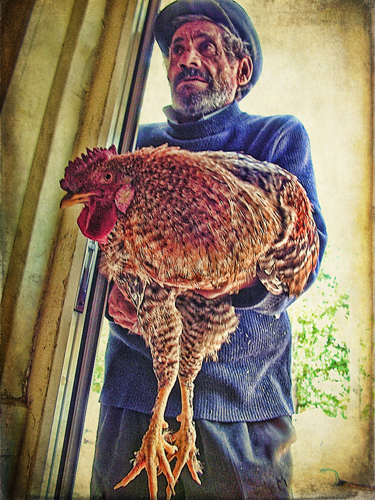 old man with rooster