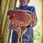 old man with rooster