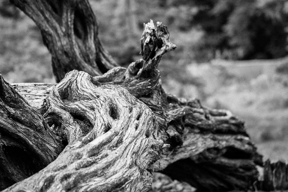 old mangrove tree