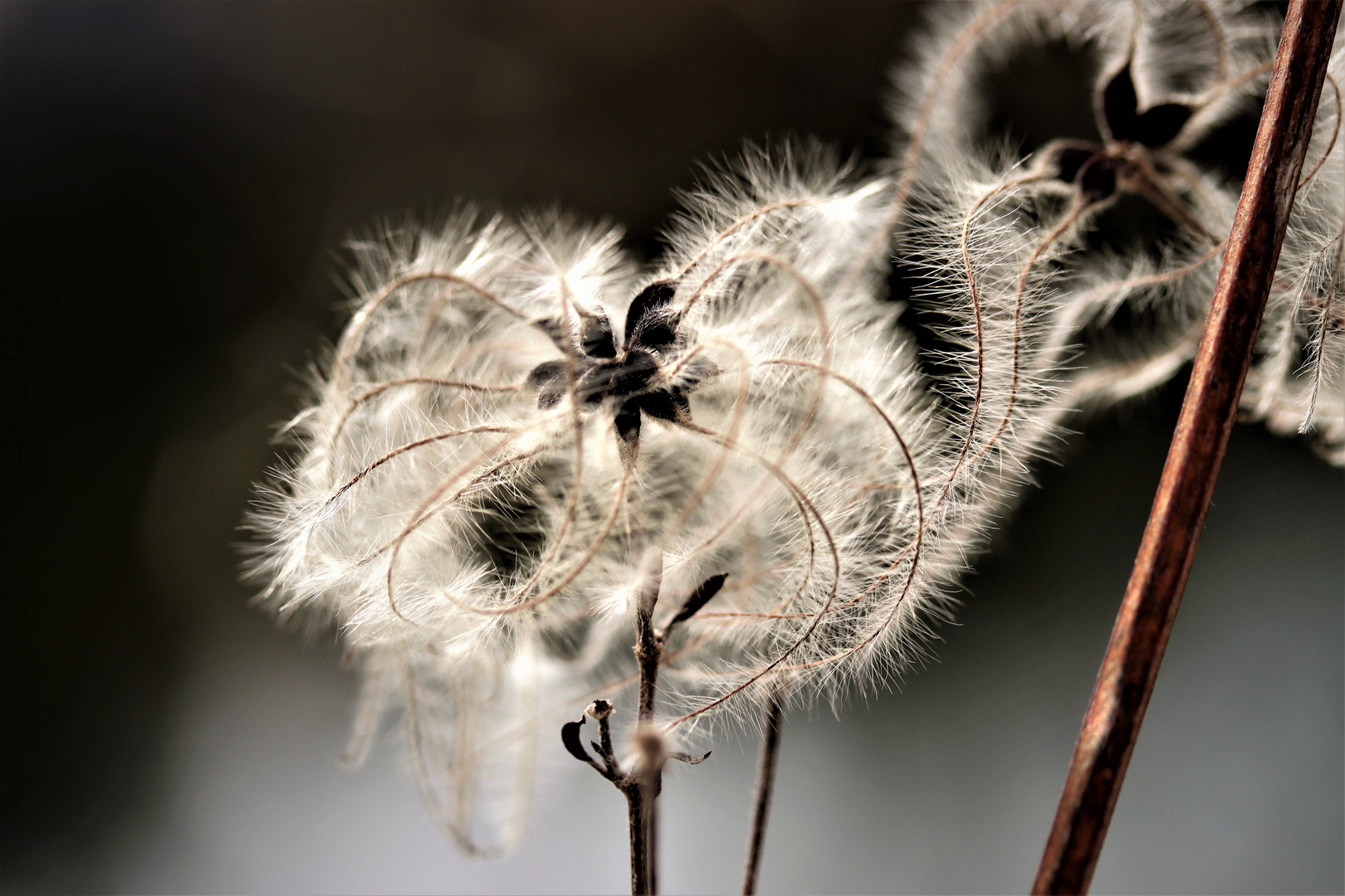 Old man's beard