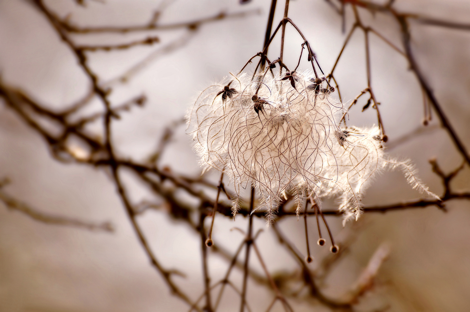 Old Man's Beard