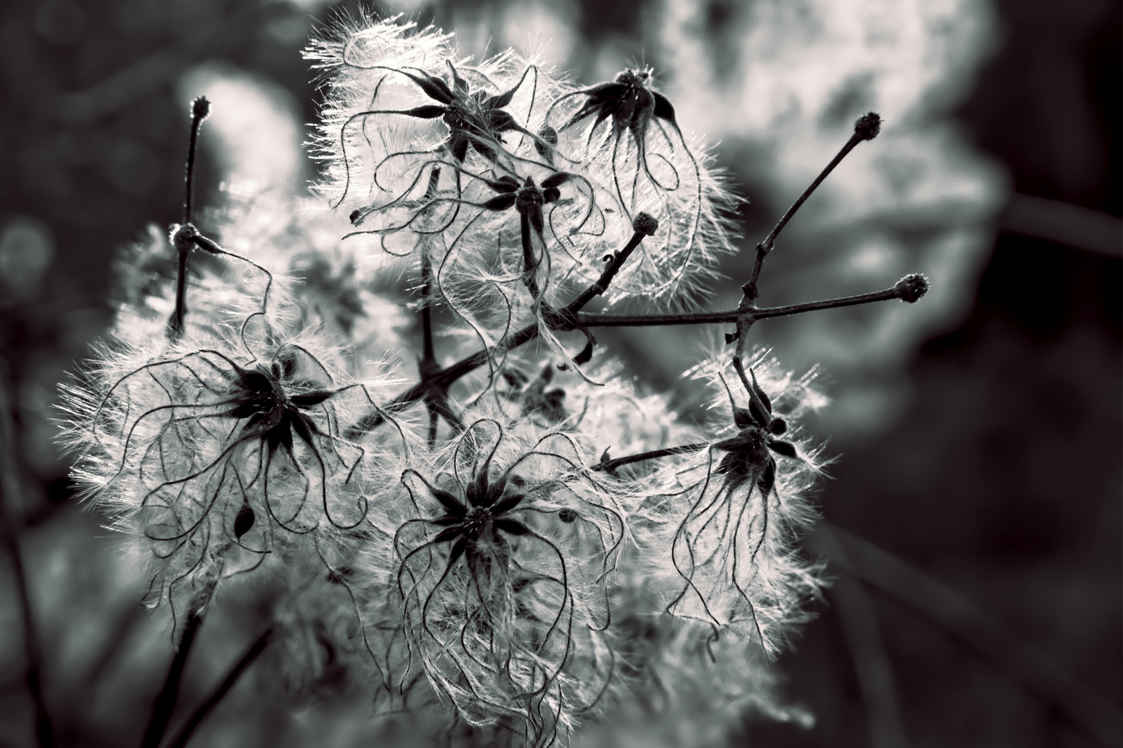 Old man's beard