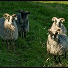 Old Norvegian Sheep`s