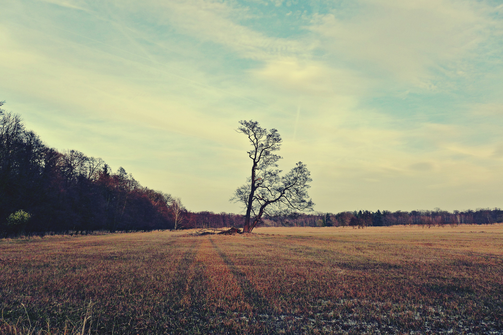 old oak