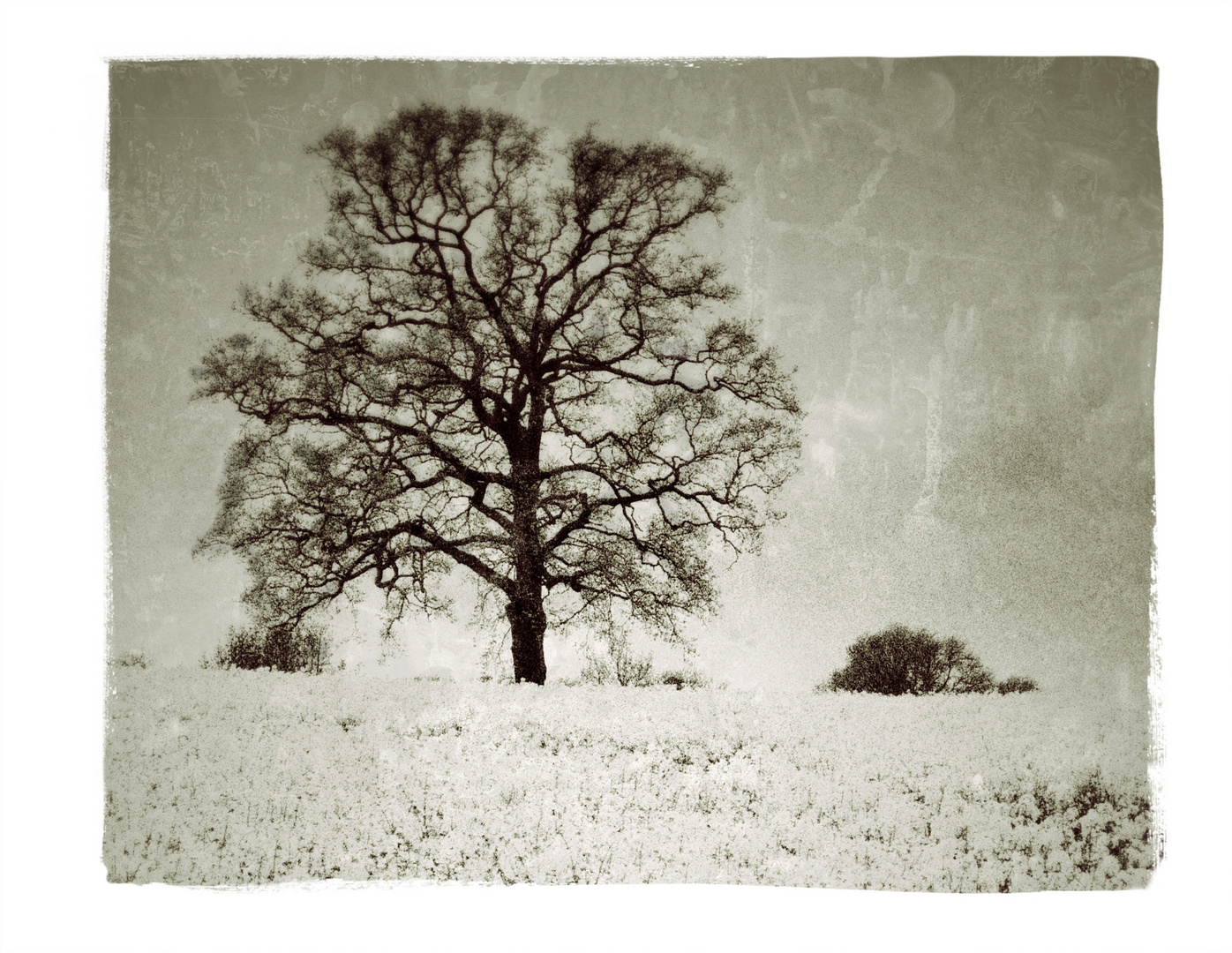 Old Oak Tree