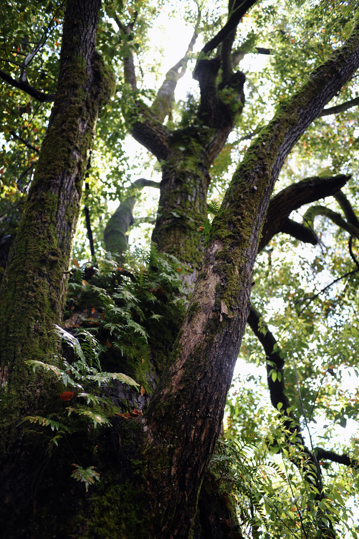 Old Oak tree