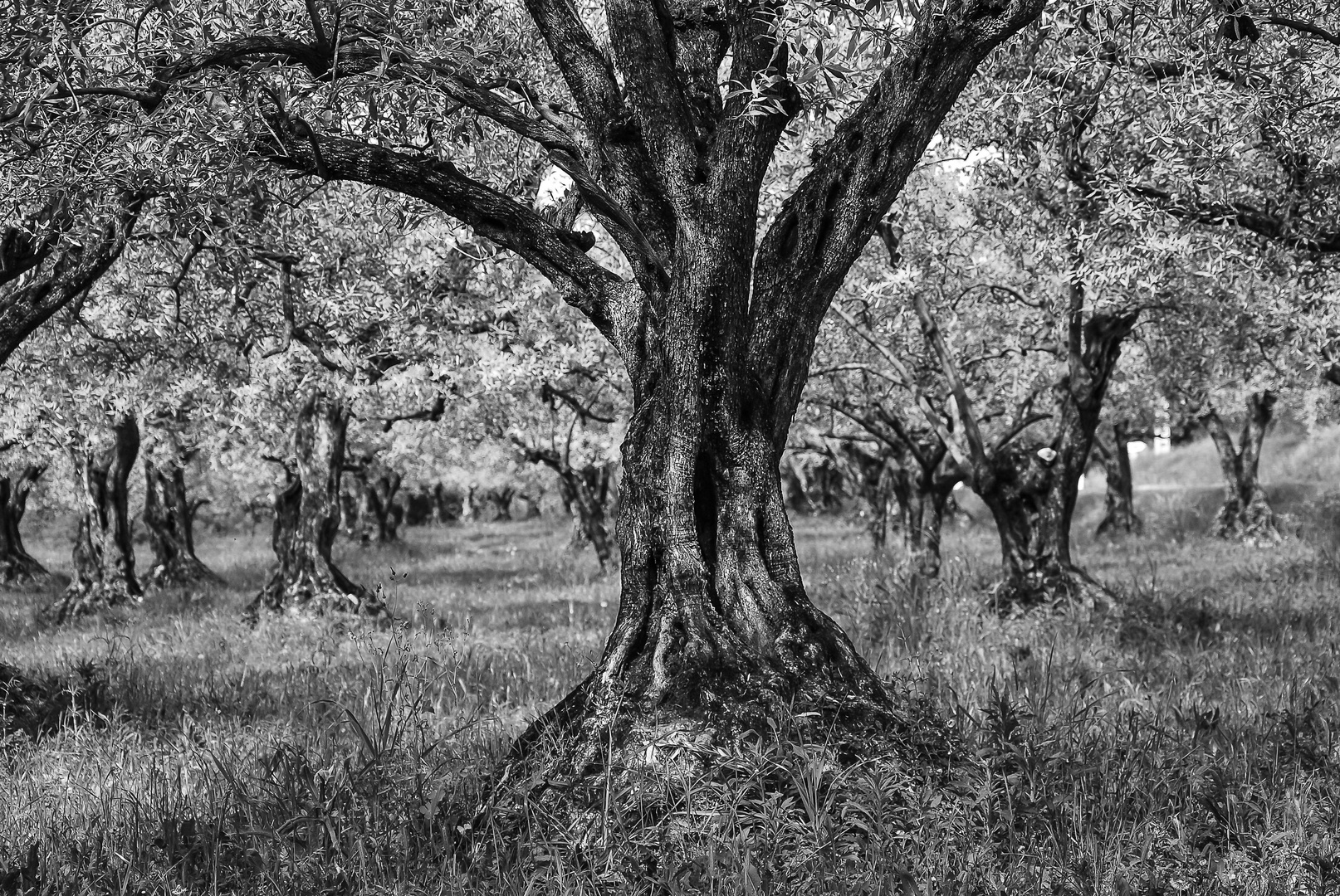 Old Olive Tree_sw_HighRes