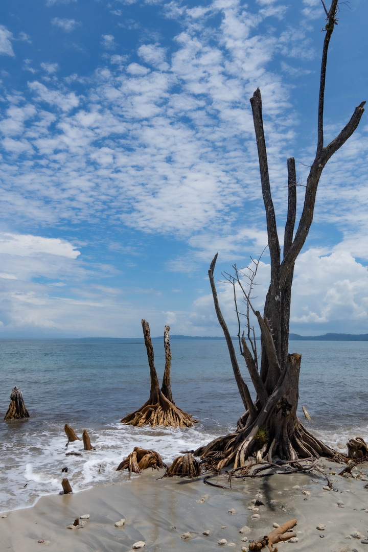 Old Pine in the Ocean