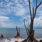 Old Pine in the Ocean