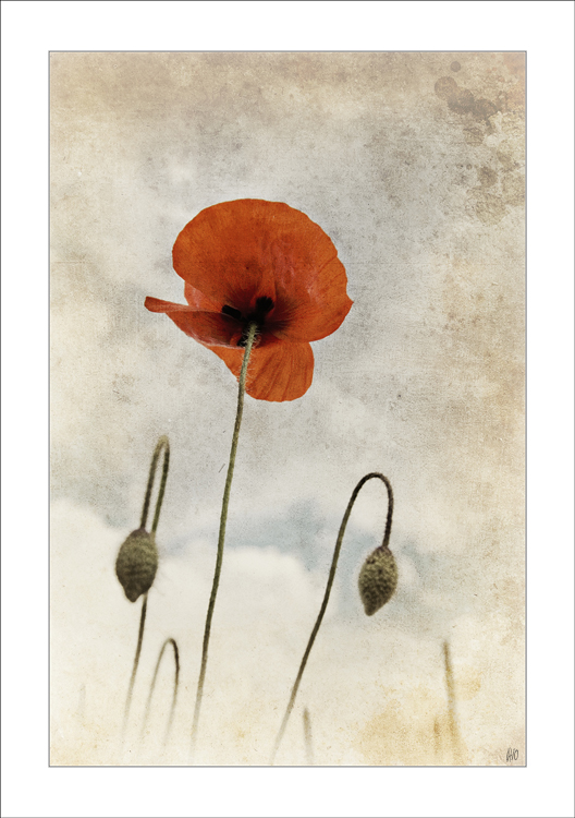 Old Poppy Sky