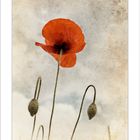 Old Poppy Sky