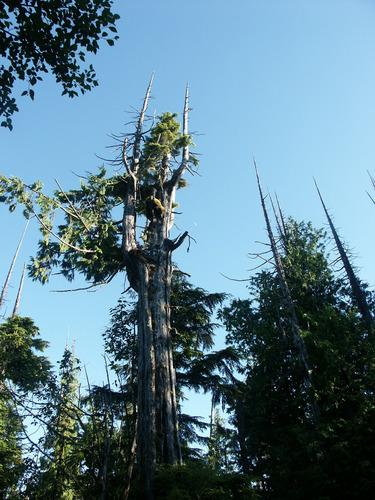 Old Red Cedar