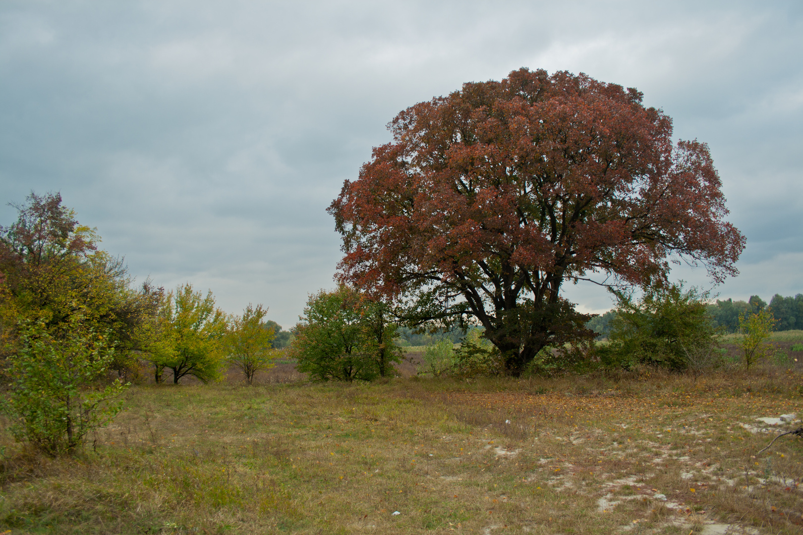 Old Red Tree