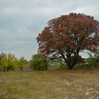 Old Red Tree