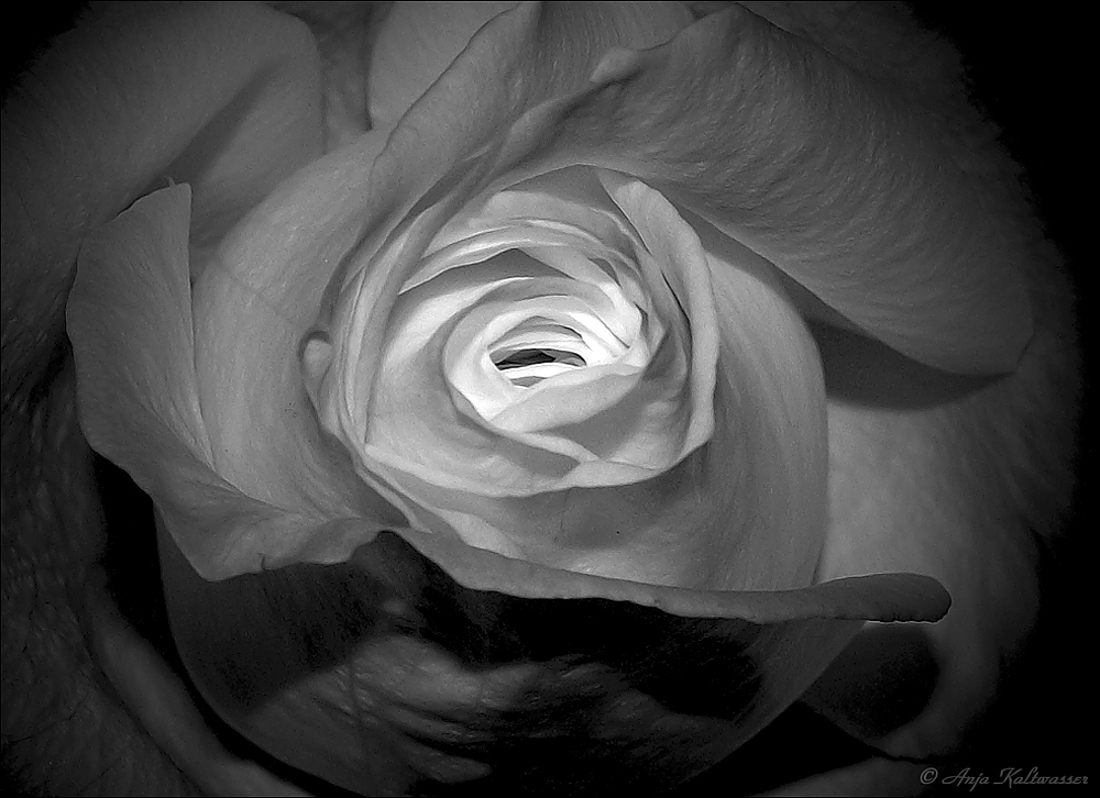 - old rose -