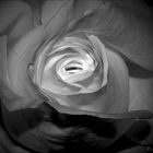 - old rose -