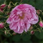 Old Rose ~ "York and Lancaster"....