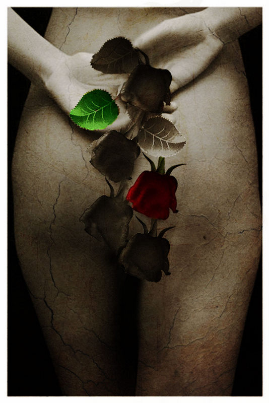 Old roses...
