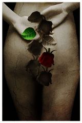 Old roses...