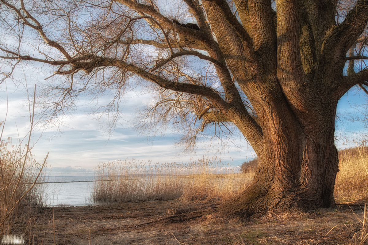 old soul at the lake