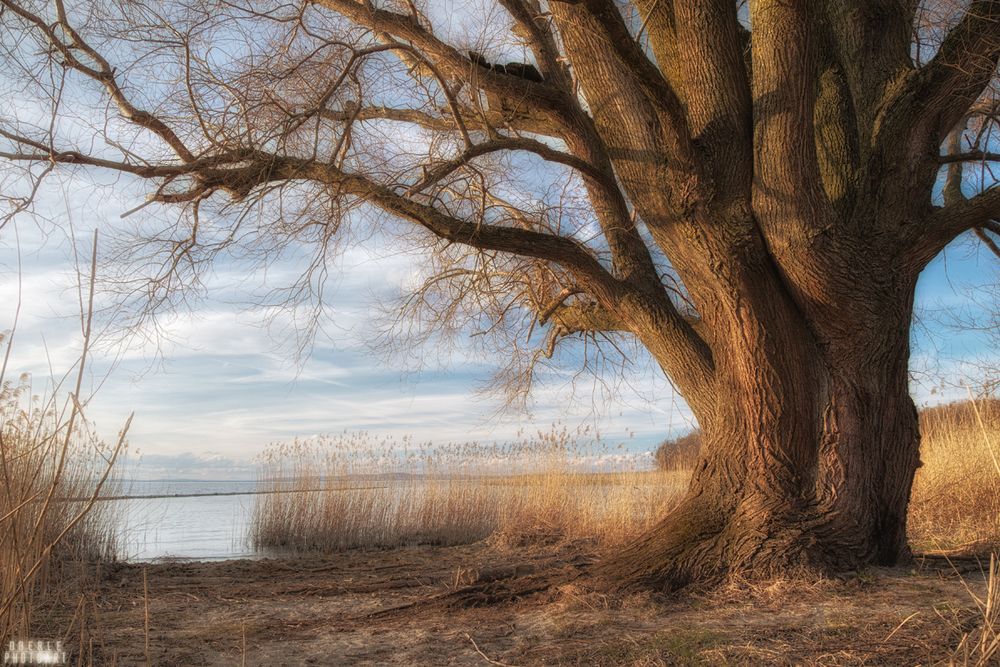 old soul at the lake