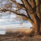 old soul at the lake