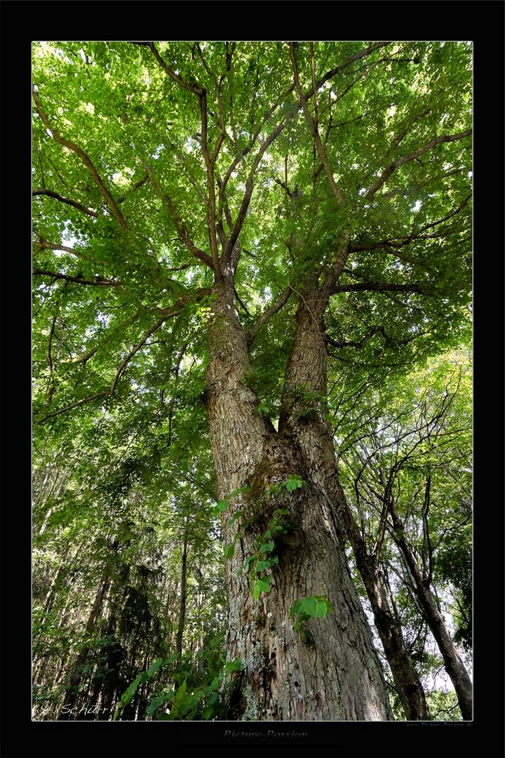 Old Splitted Tree