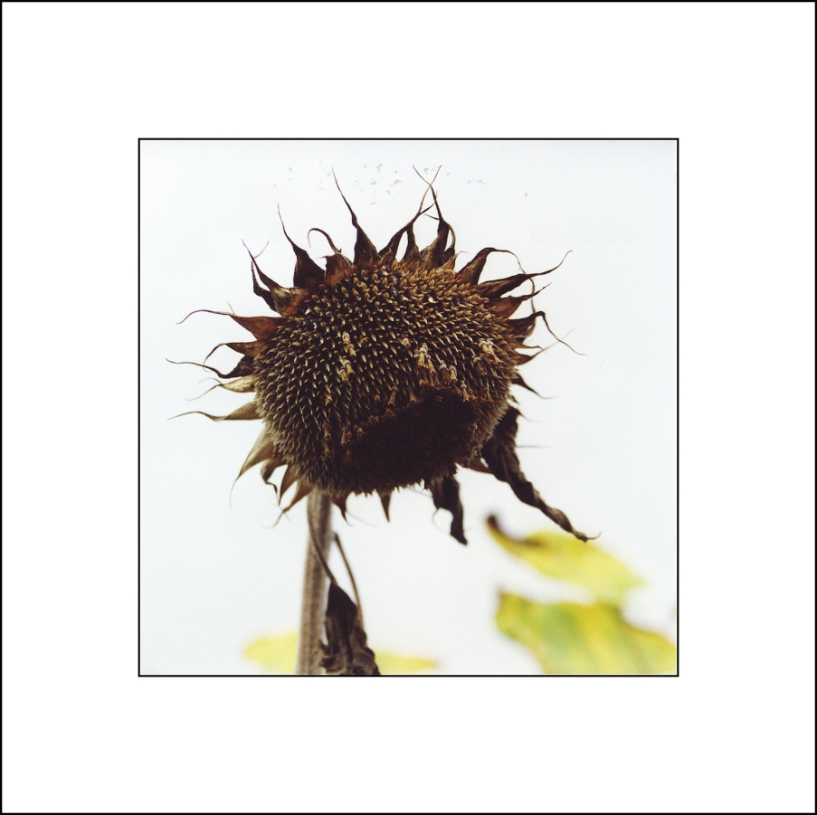 old sun flower 002