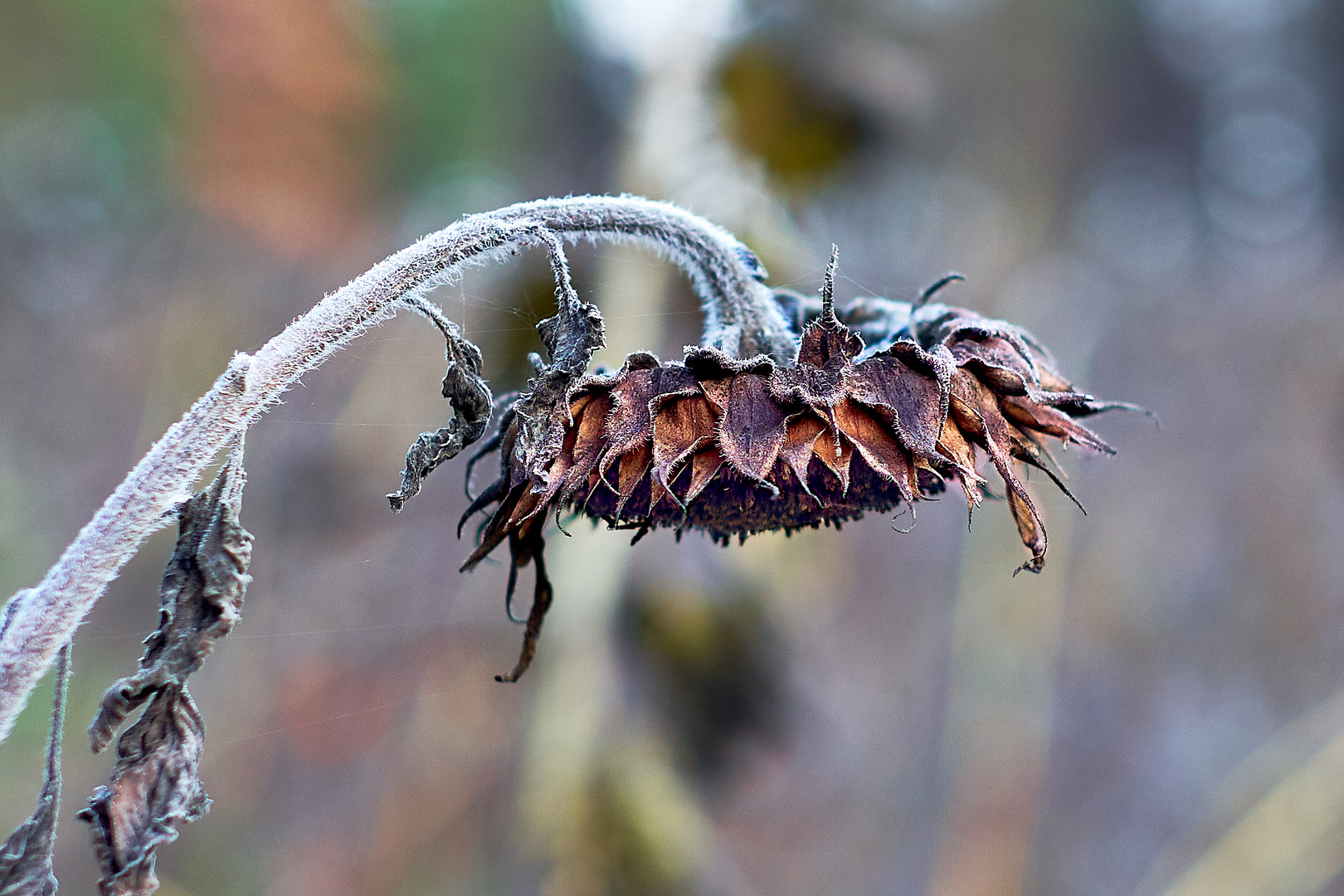 old sunflower