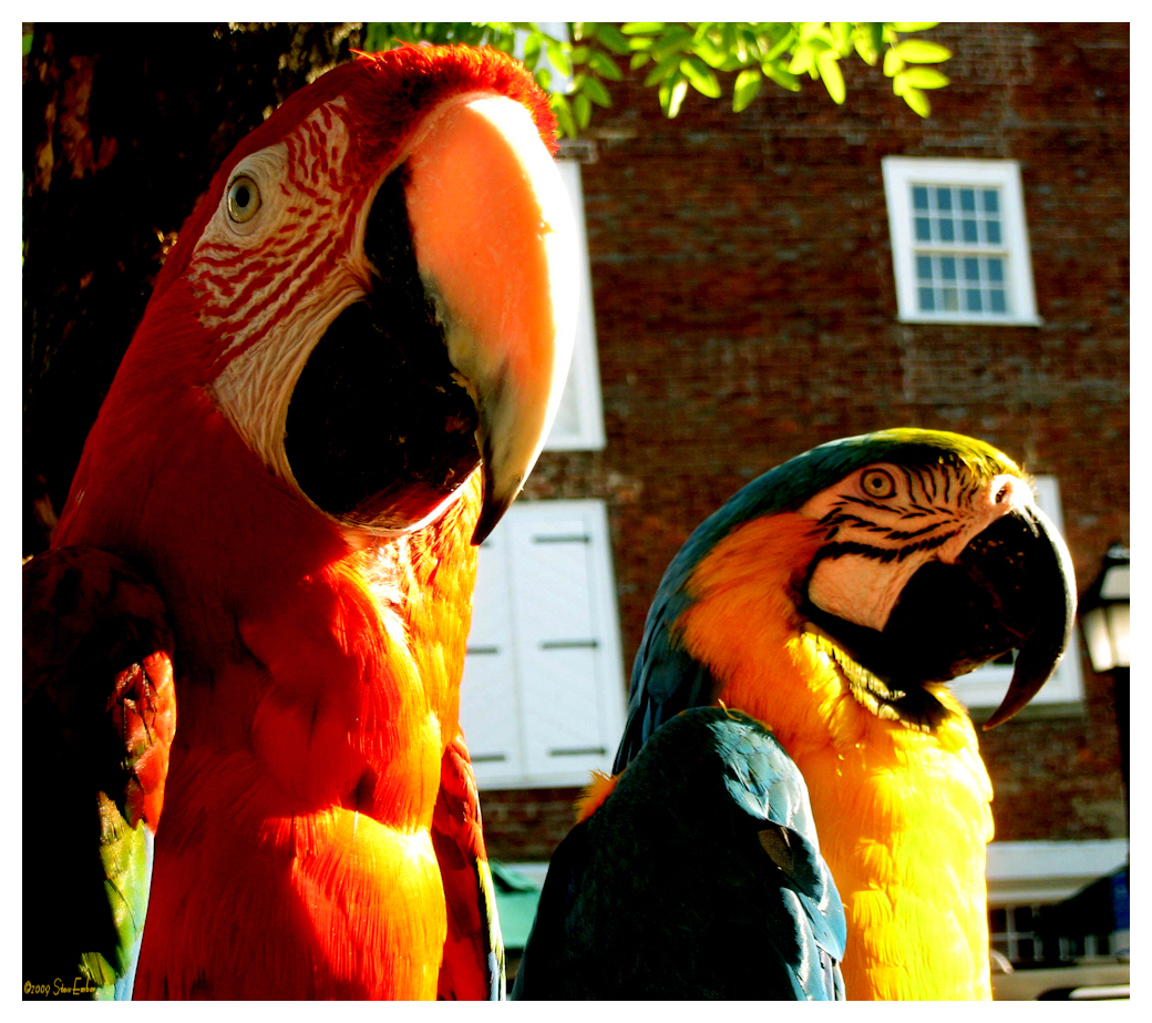 Old Town Parrots