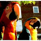Old Town Parrots