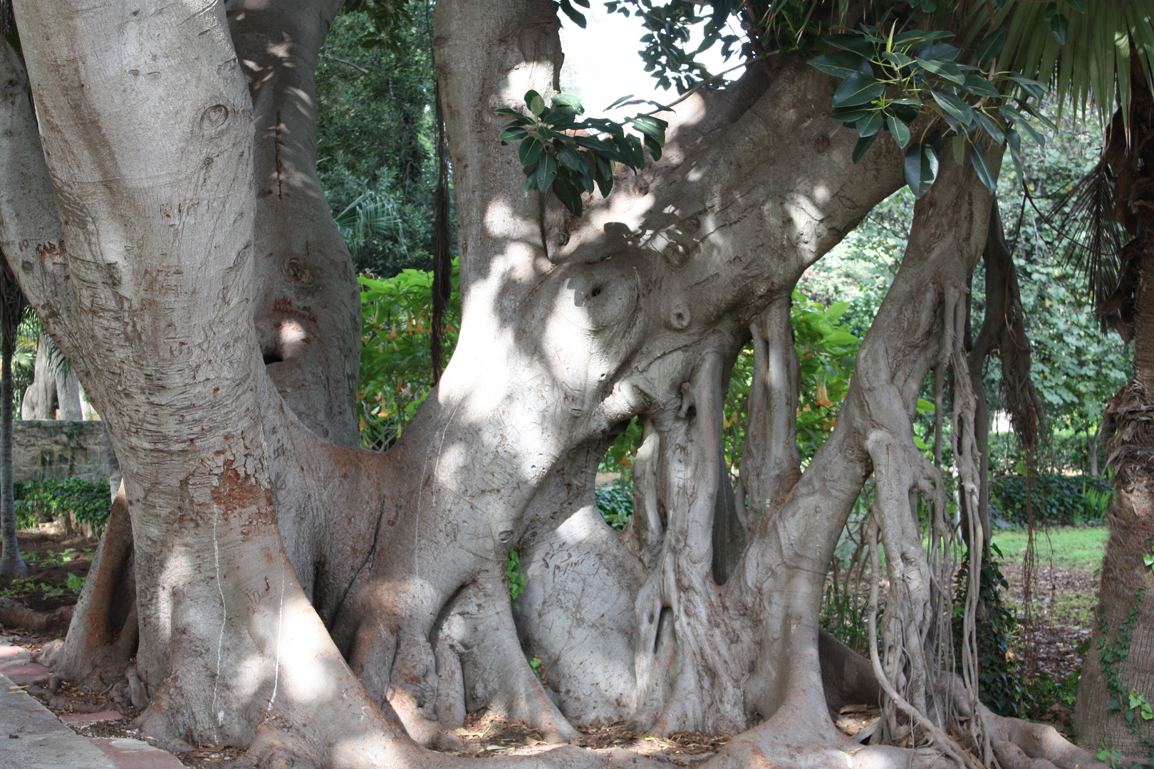 Old Tree