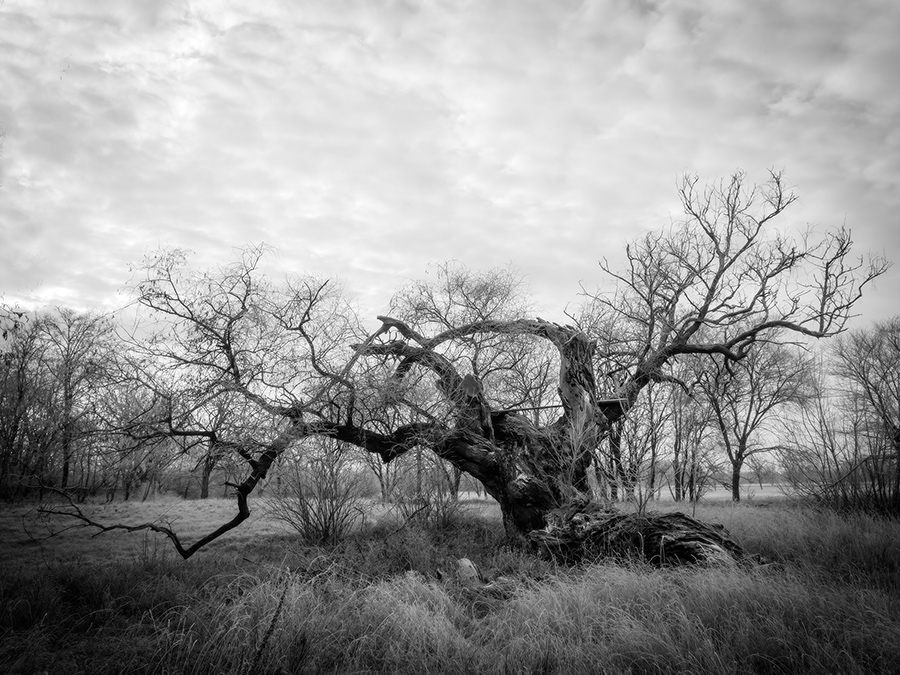 Old tree