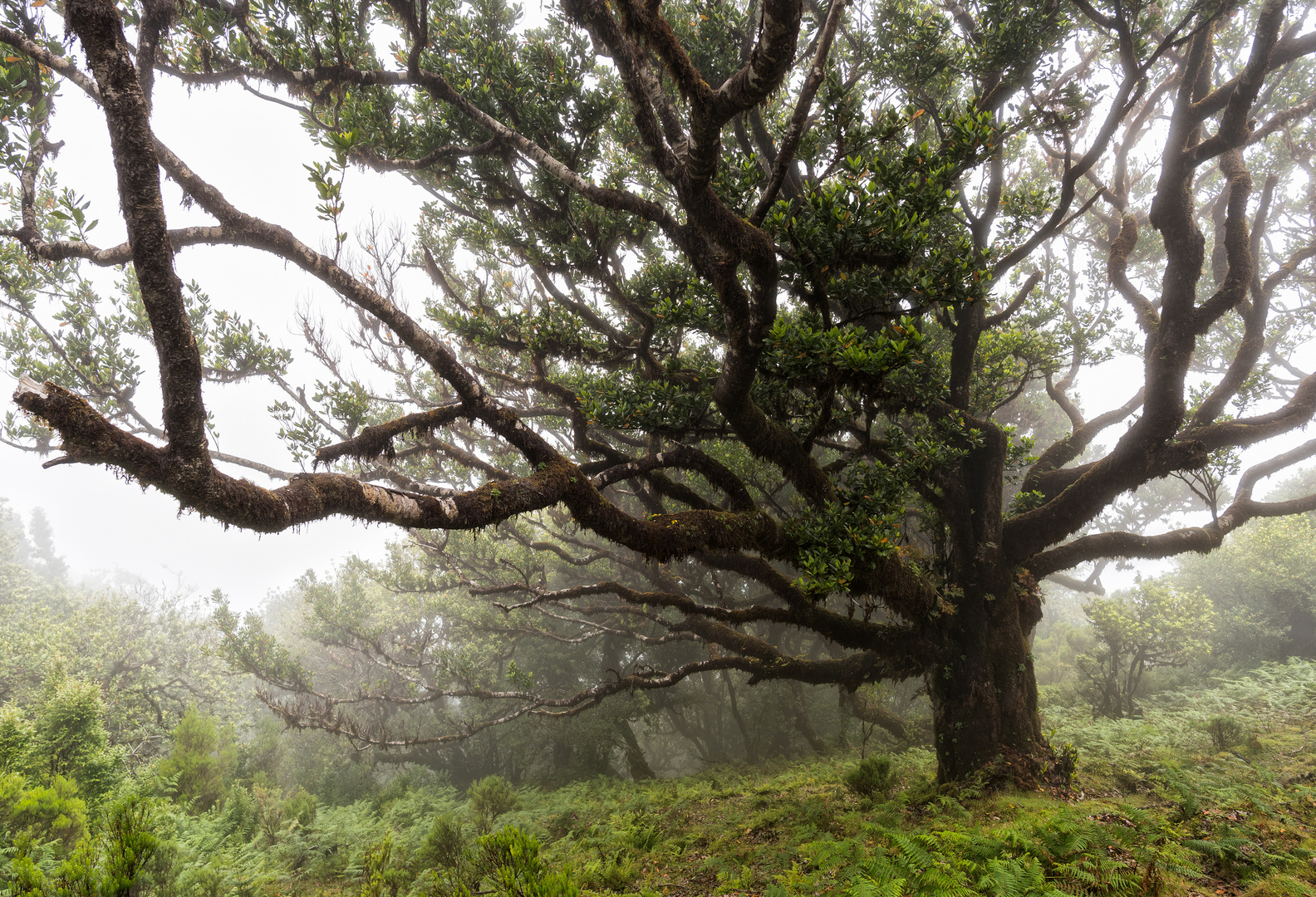 __old tree__