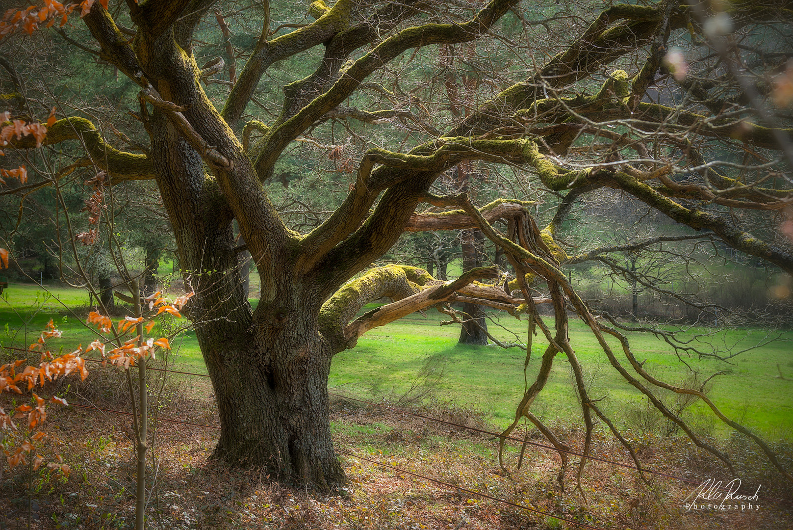 Old Tree