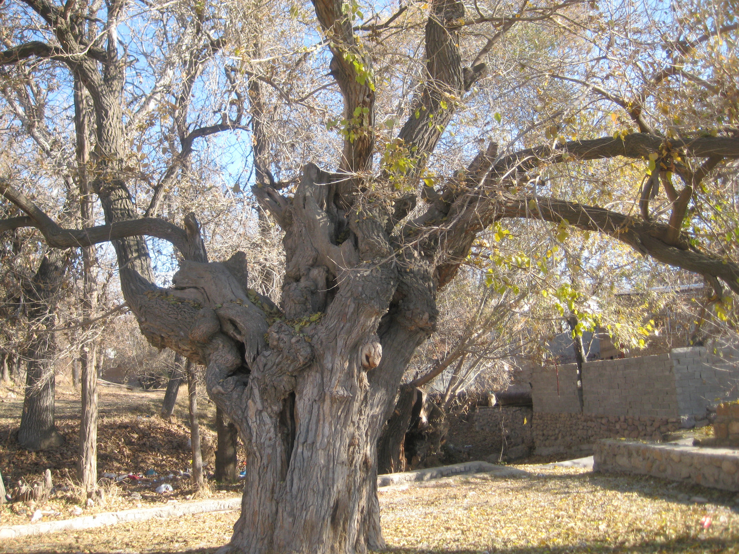 Old tree