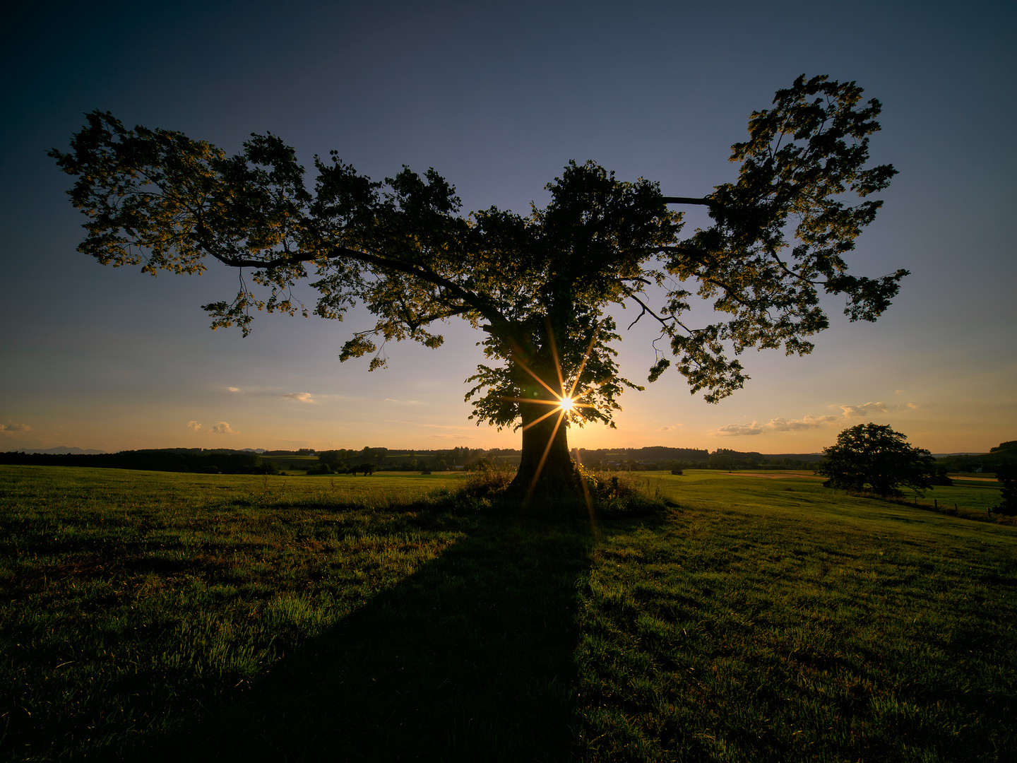 ~ Old Tree ~