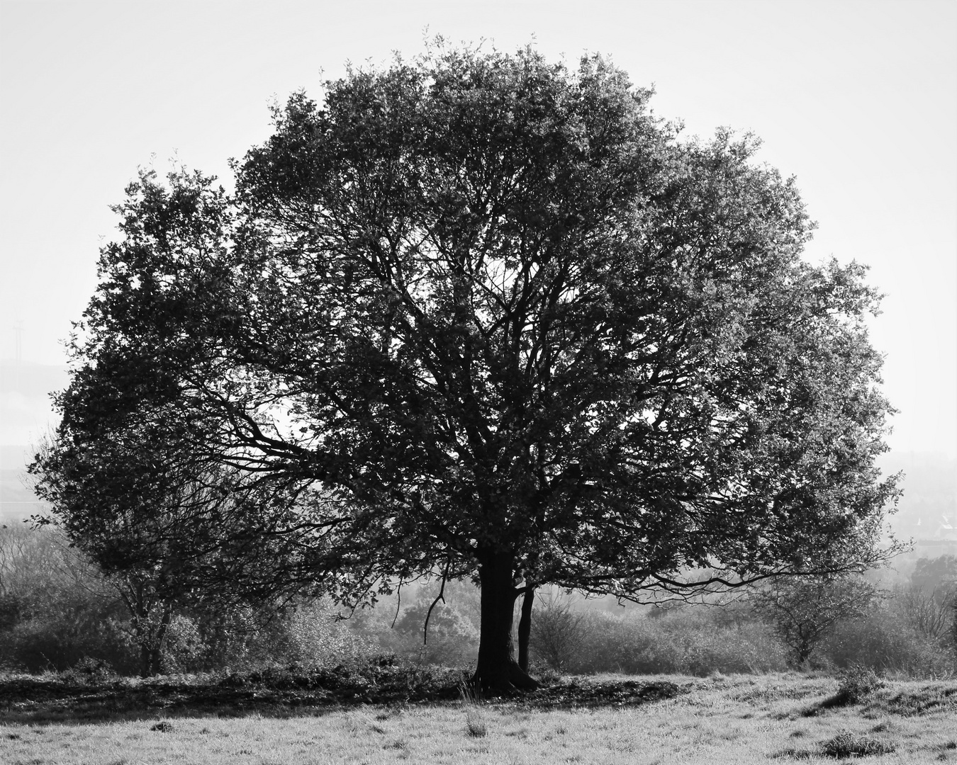 old tree