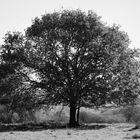 old tree