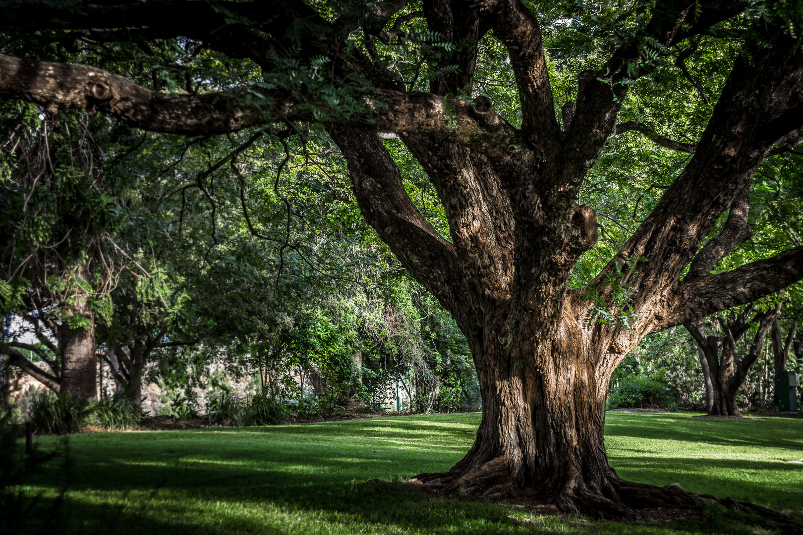 Old Tree