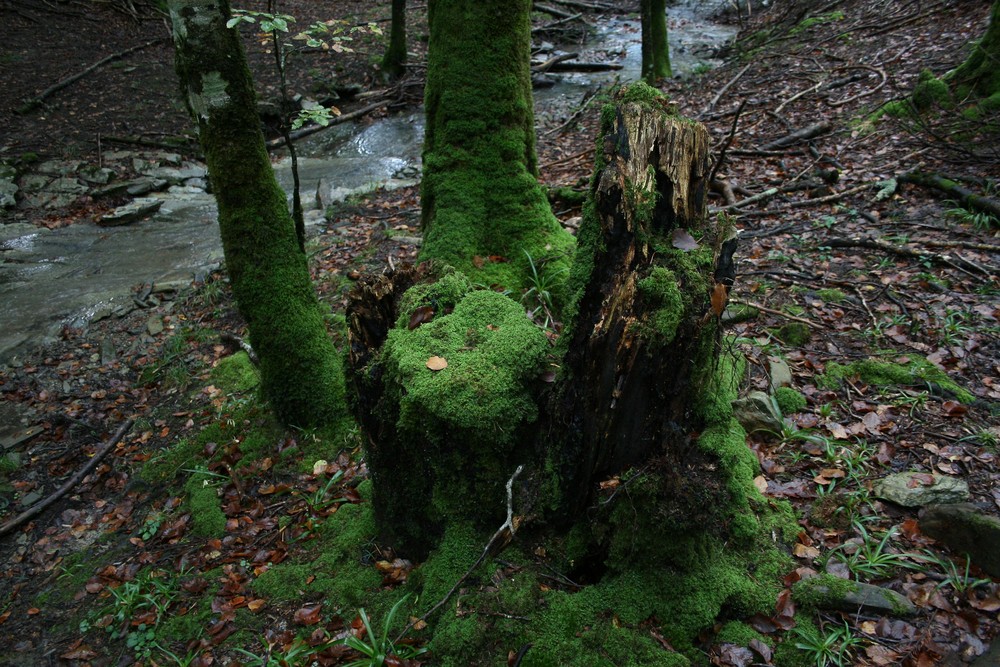 Old tree