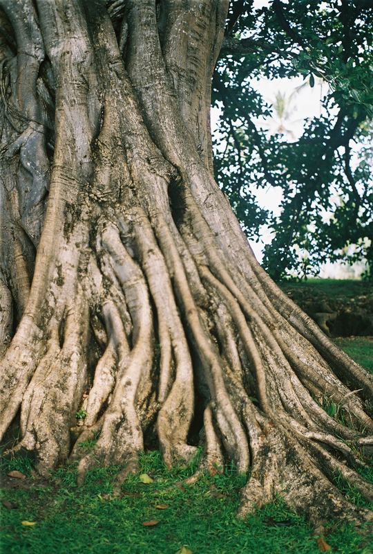 Old Tree