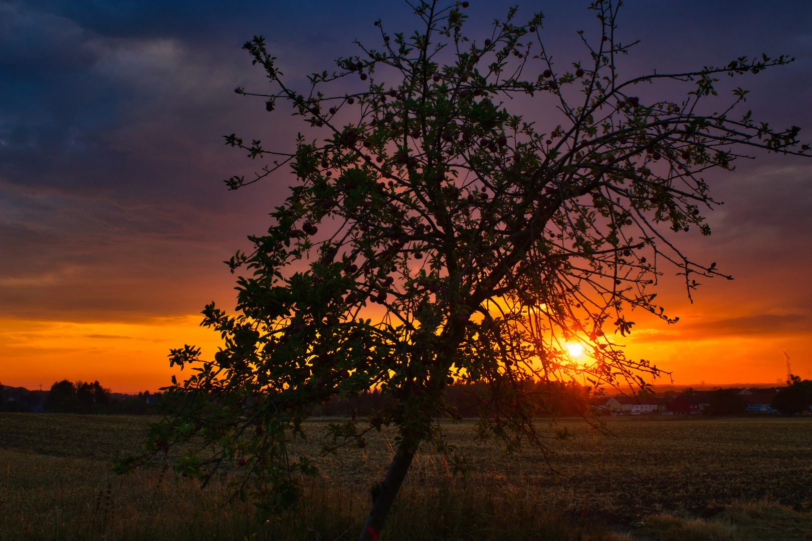 Old Tree