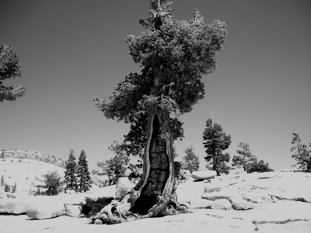 Old Tree - Almost Diing...